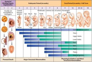 Fetus-Development-Weeks